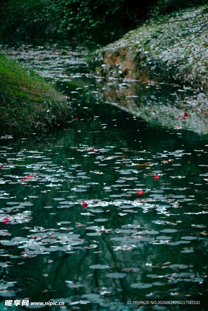 池塘中的睡莲与清澈碧水