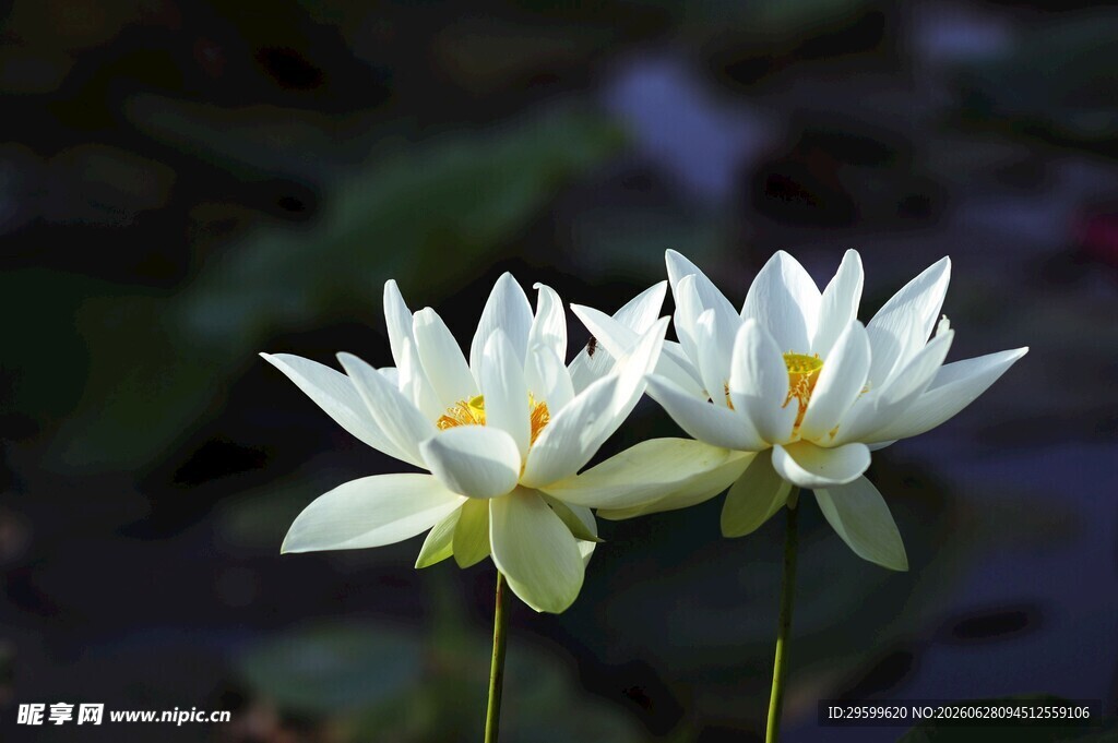 两朵素雅白莲花