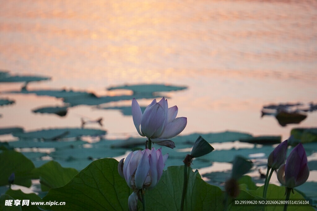 夕阳下的荷塘美景