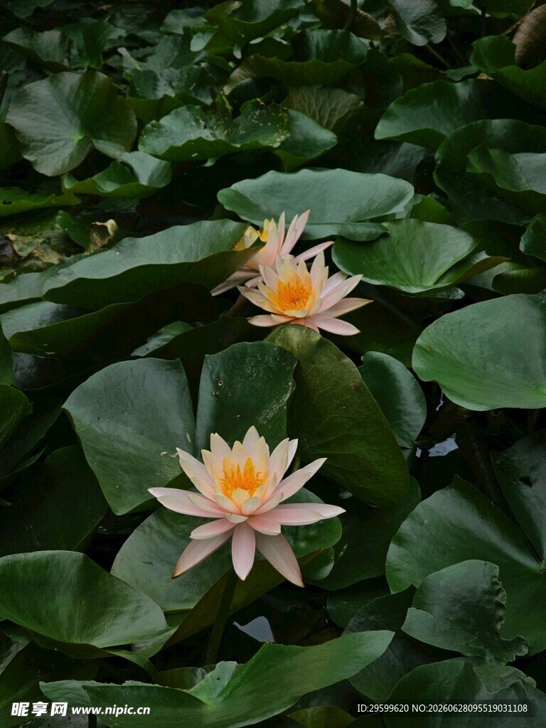 水中绽放的柔美睡莲
