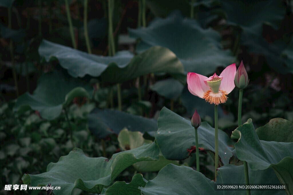 粉色荷花绽放于绿叶间