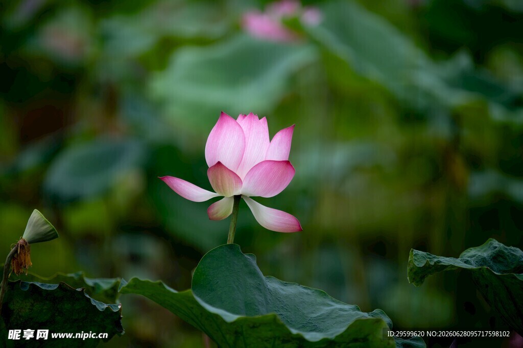 粉色荷花绽放于绿叶间