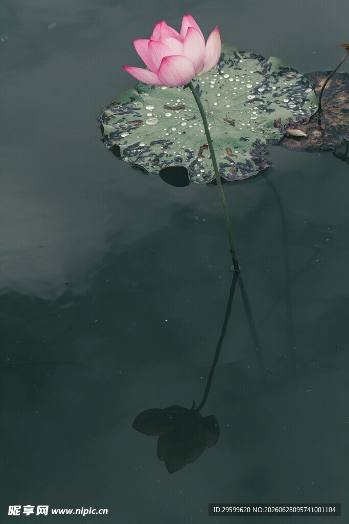 水中荷花