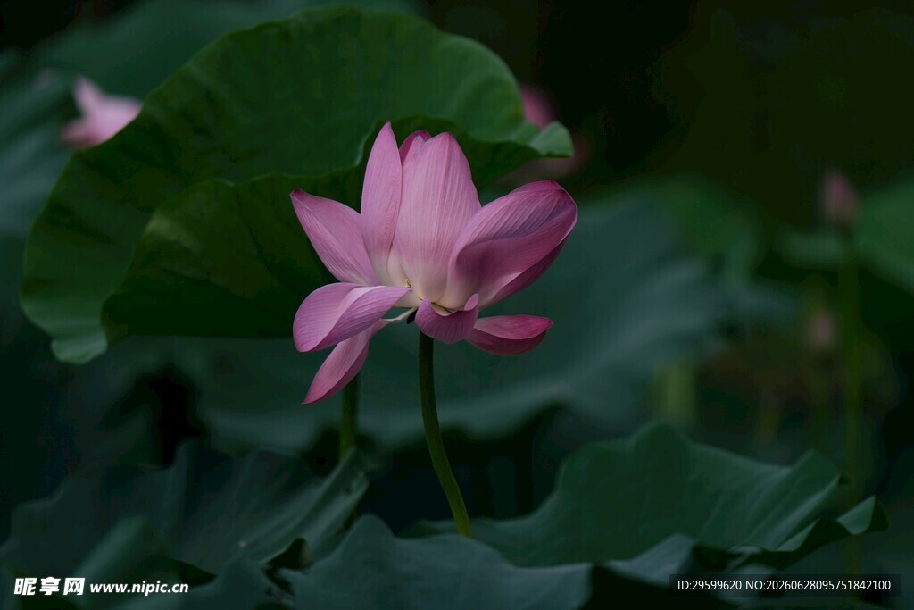 粉色荷花绽放于绿叶间