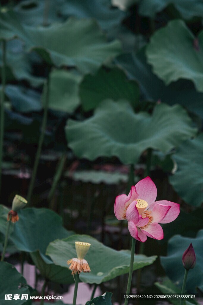 娇艳荷花绽放于绿叶间