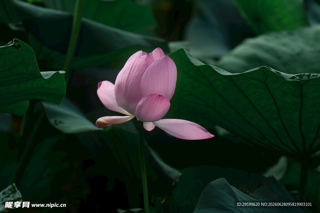 粉色荷花绽放于绿叶间