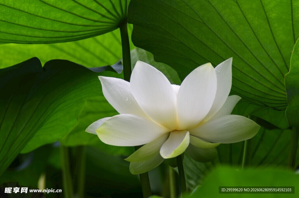洁白荷花绽放于绿叶间