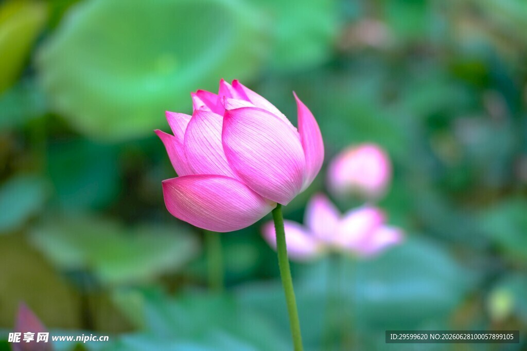 娇艳荷花绽放于绿叶间