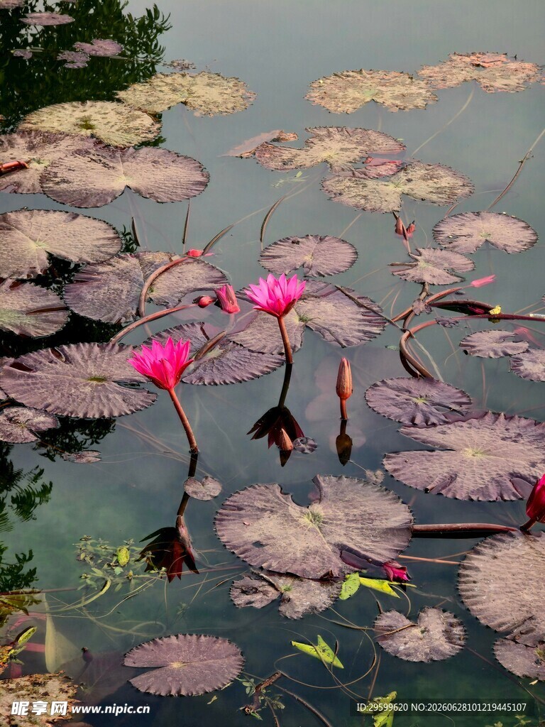 池塘中的娇艳睡莲