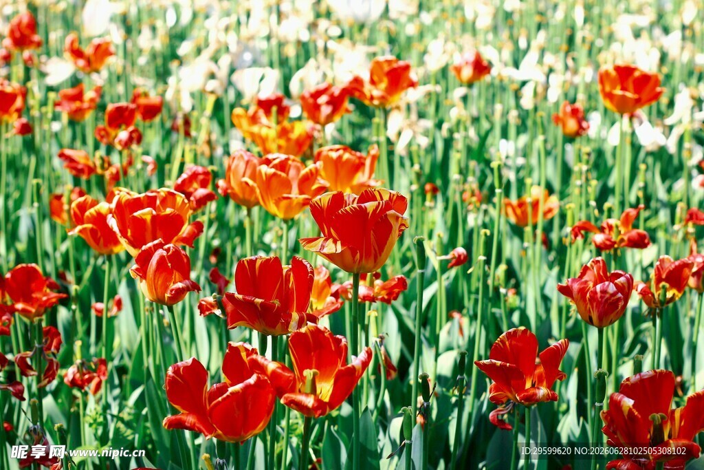 绚烂红郁金香花海
