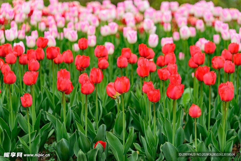 缤纷郁金香花海