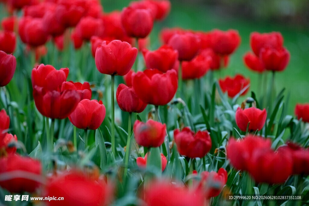 鲜艳红郁金香花海