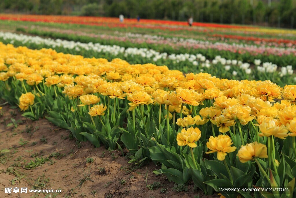 黄色郁金香花田美景
