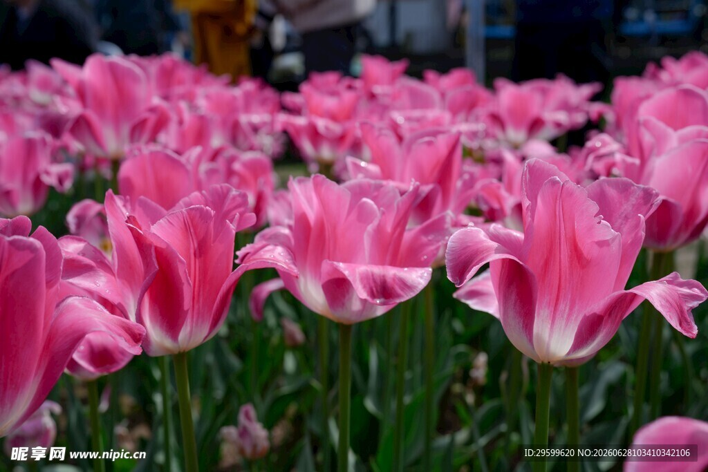 粉色郁金香花海美景