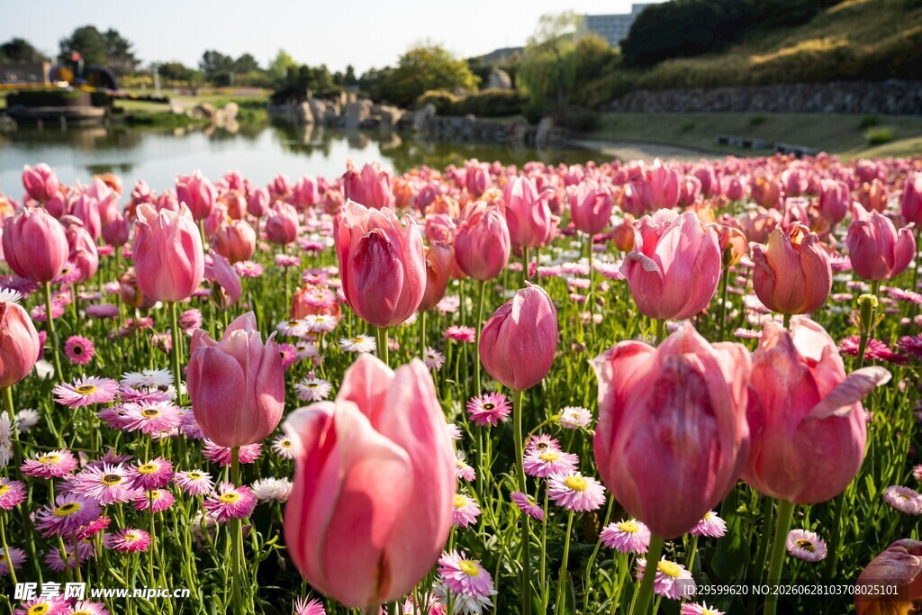 粉色郁金香花海美景