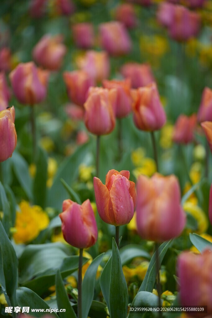 缤纷郁金香花海