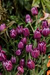 紫色郁金香花丛绽放