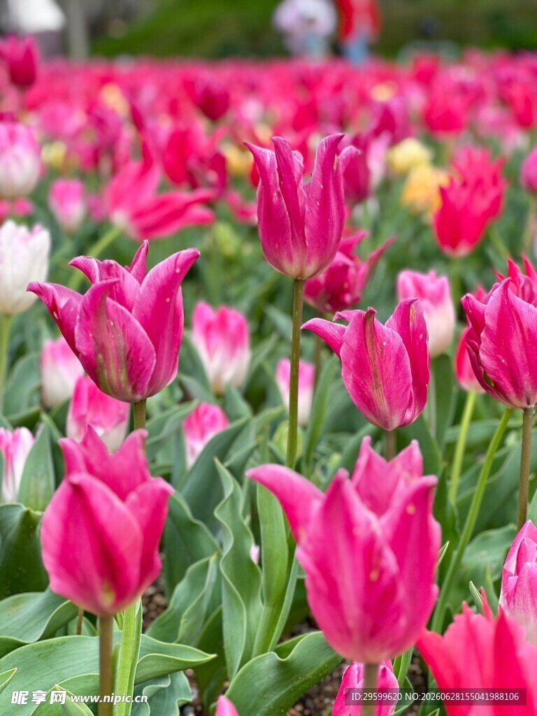 缤纷郁金香花海