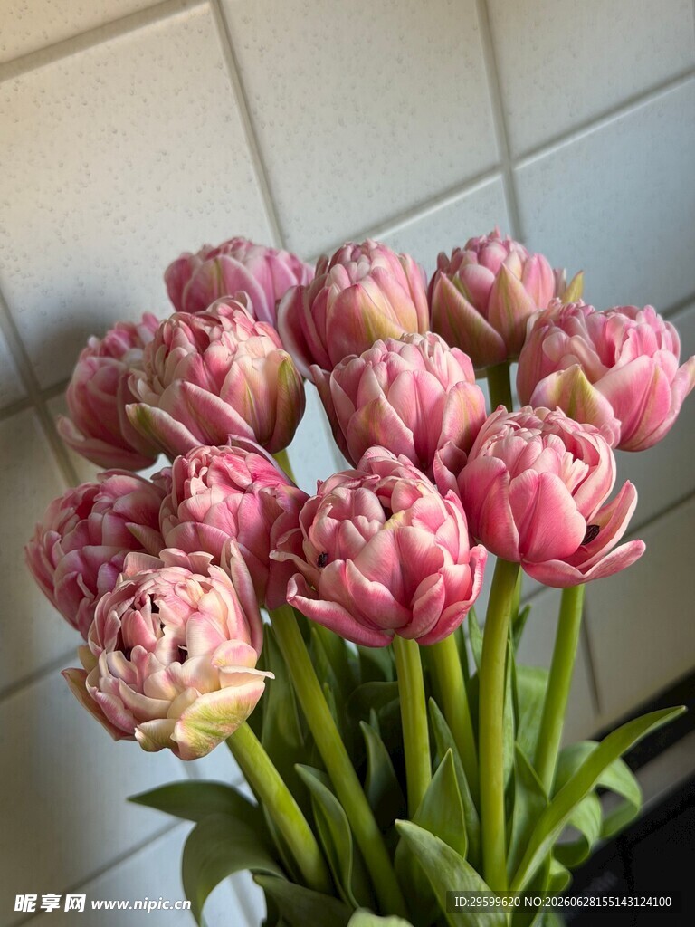 粉色郁金香鲜花绽放