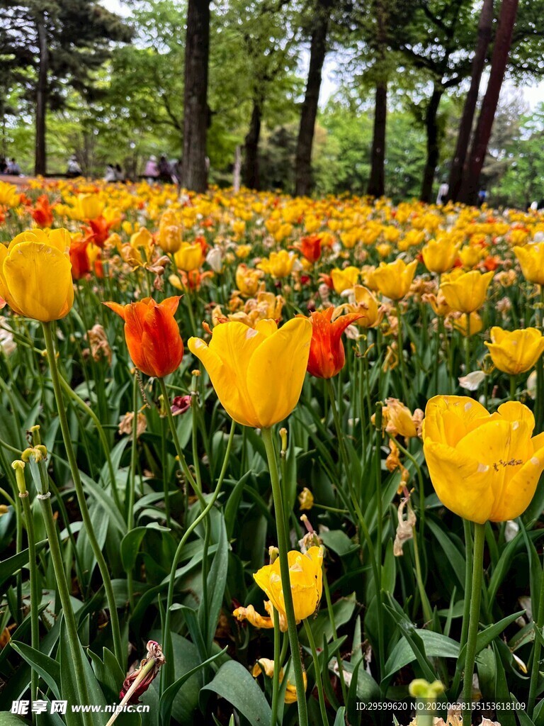 郁金香花海盛放美景