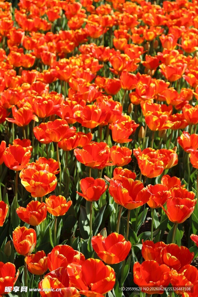 鲜艳火红郁金香花海