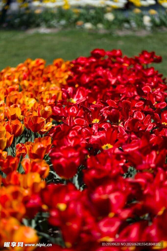 多彩郁金香花海