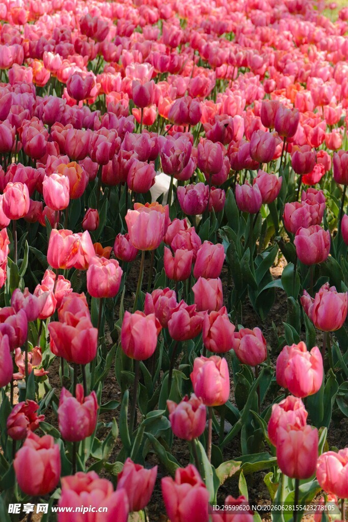 浪漫粉色郁金香花海