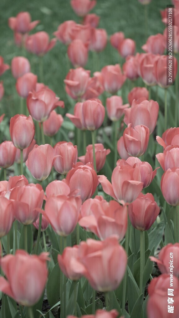粉色郁金香花海