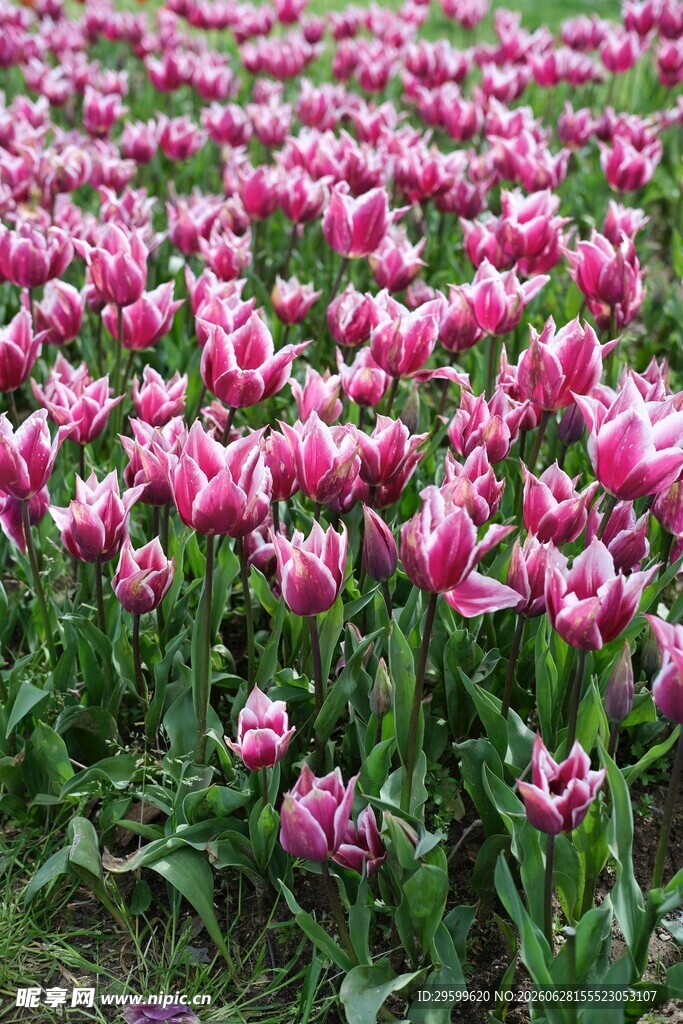 粉色郁金香花海