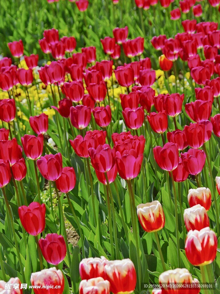 多彩郁金香花海绽放