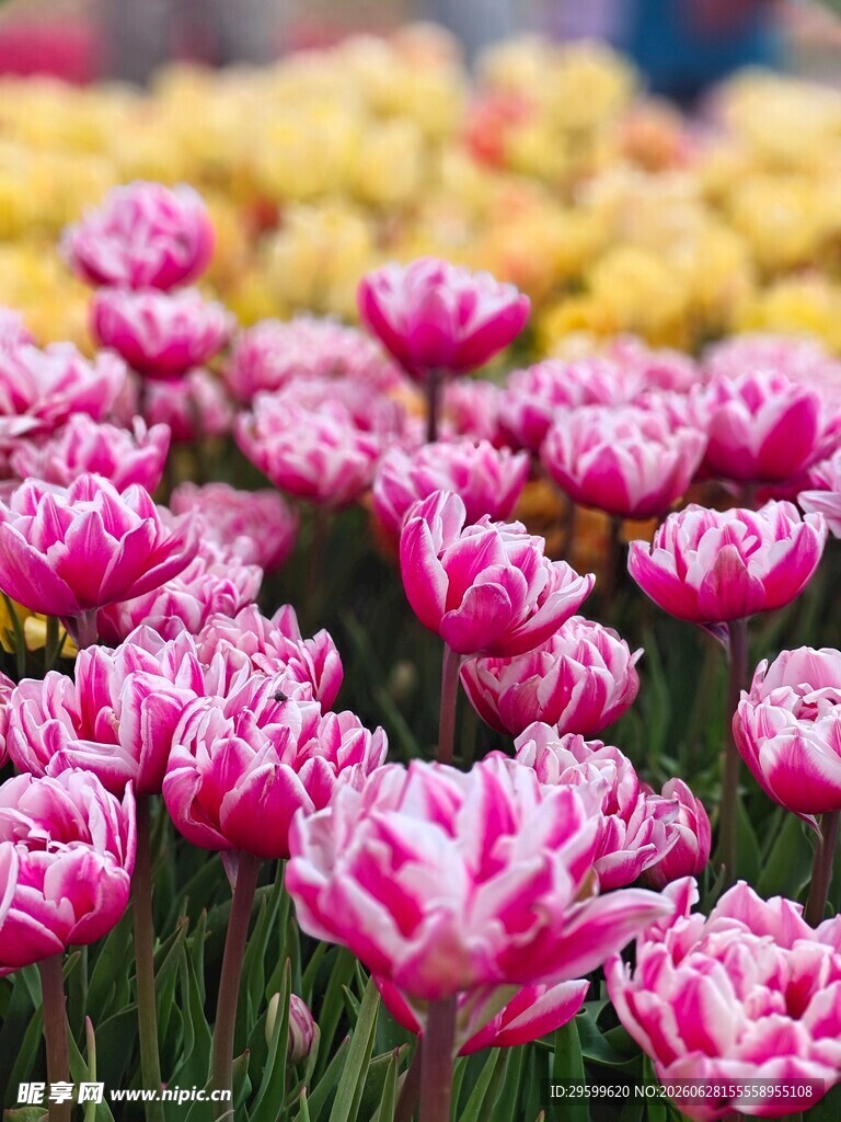 粉色郁金香花海