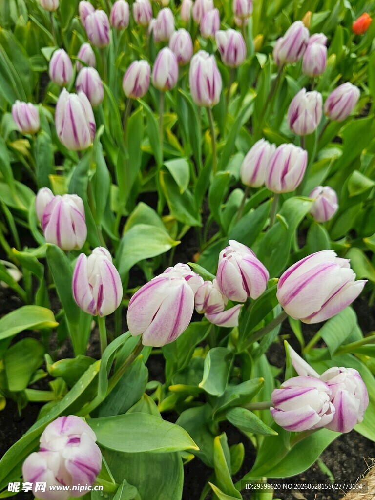 粉色条纹郁金香花海