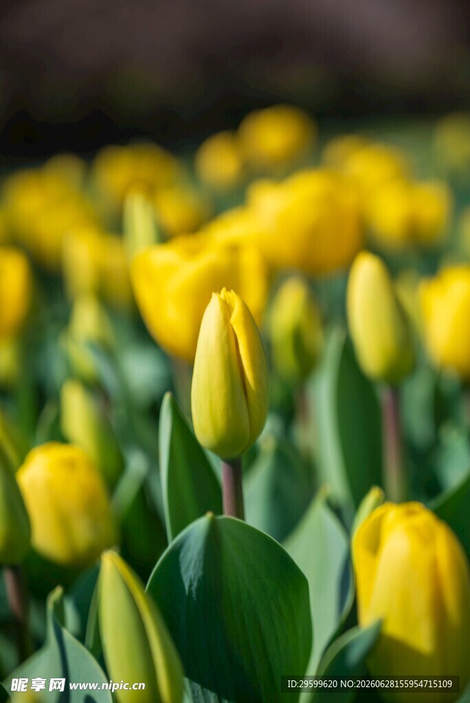 黄色郁金香花海