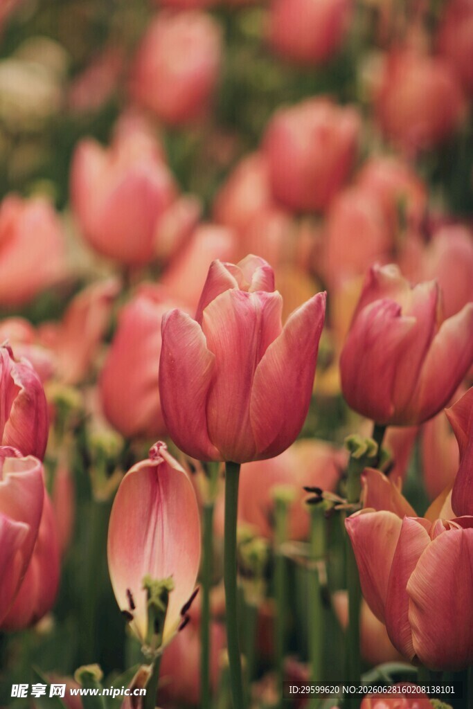粉色郁金香花海