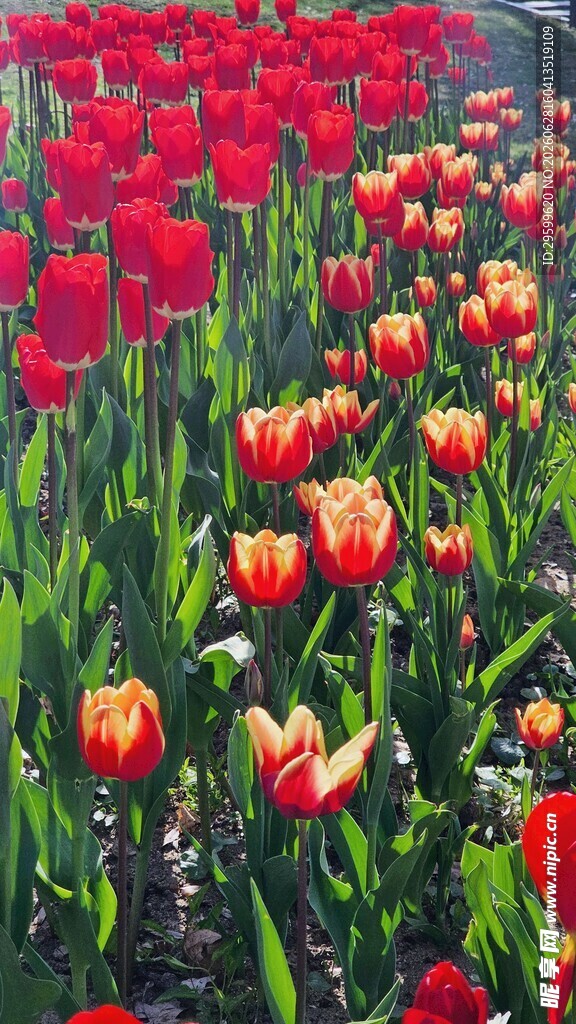 绚烂郁金香花海