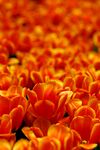 橙色郁金香花海