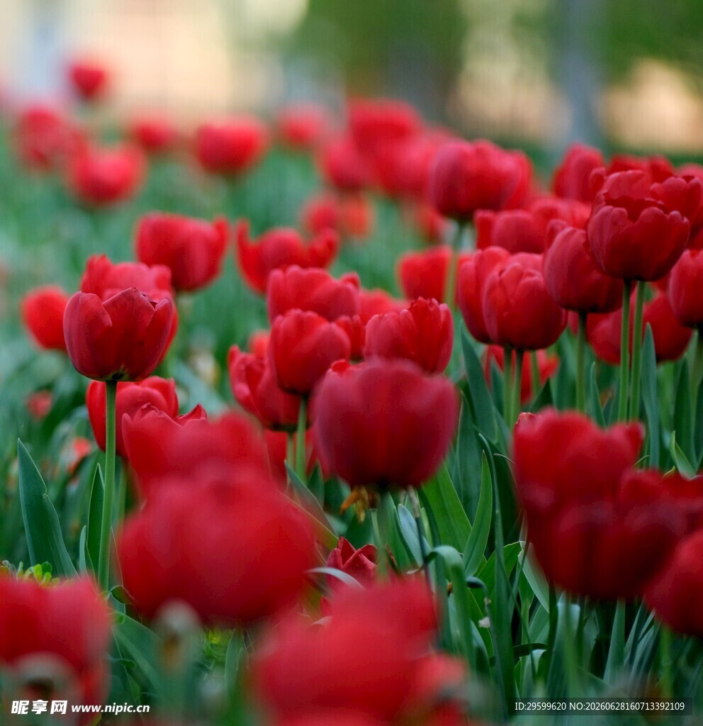 鲜艳火红郁金香花海