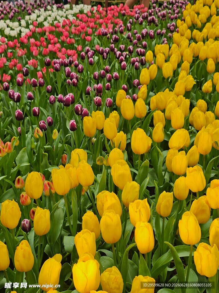多彩郁金香花海