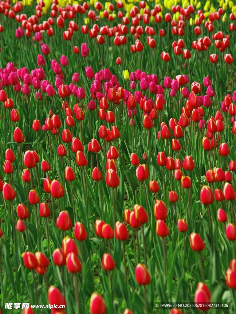 绚烂郁金香花海
