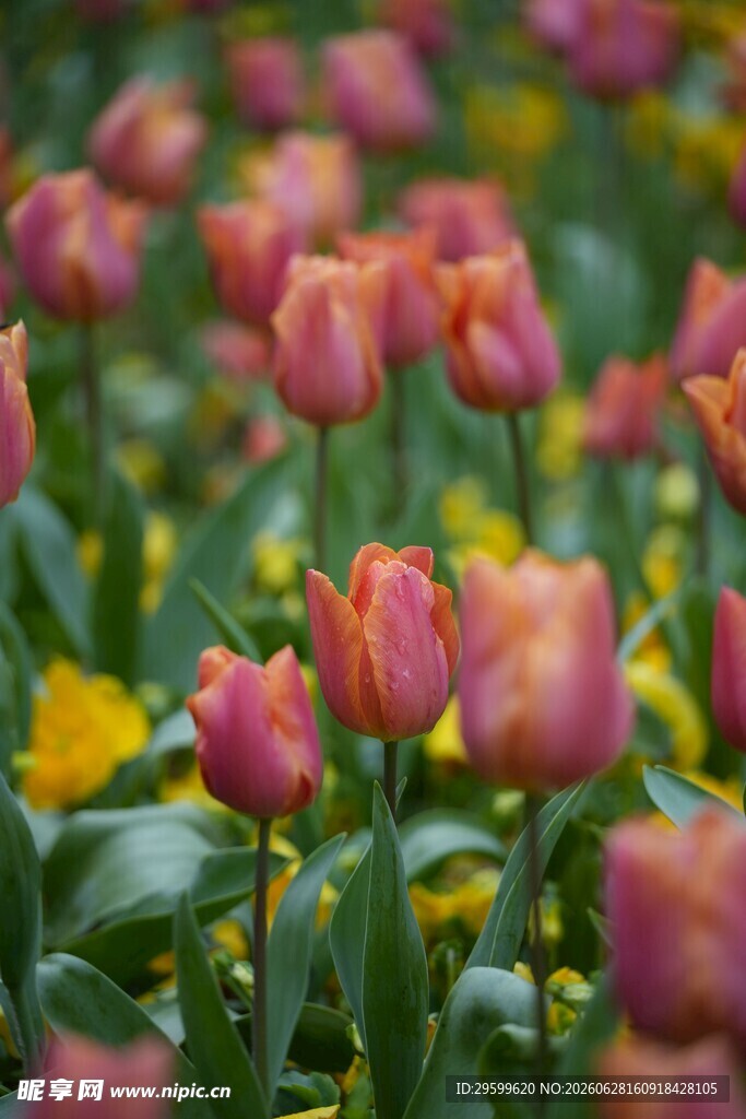 多彩郁金香花海