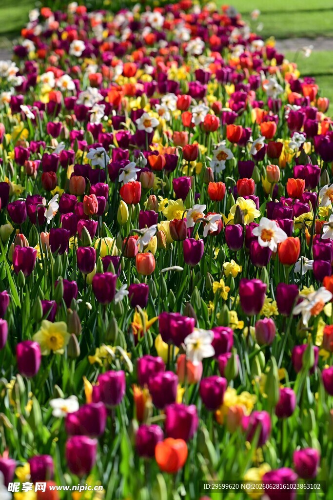 多彩郁金香花海绽放
