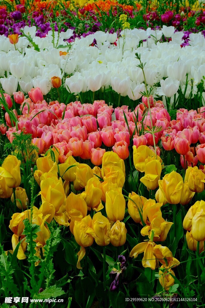 多彩郁金香花海景观
