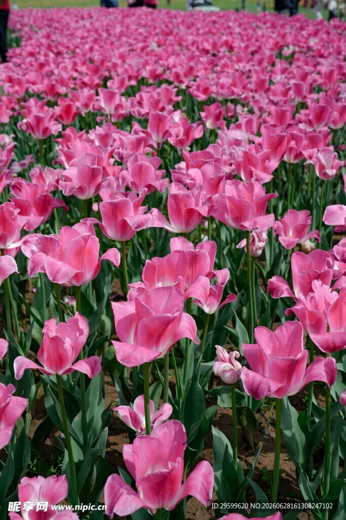 粉色郁金香花海美景