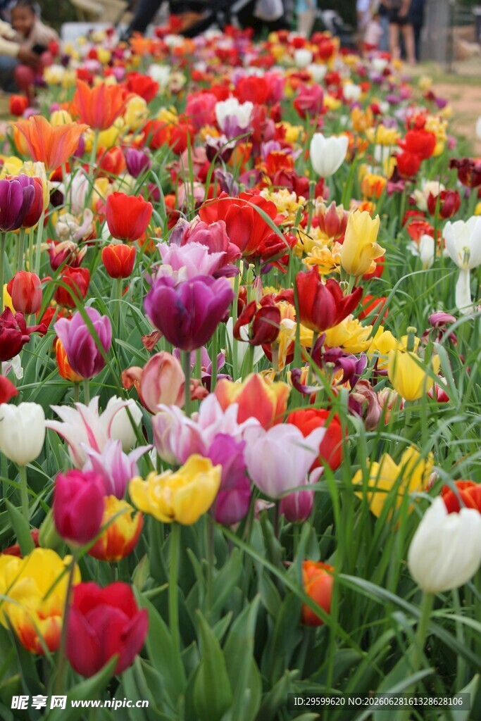 多彩郁金香花海景观
