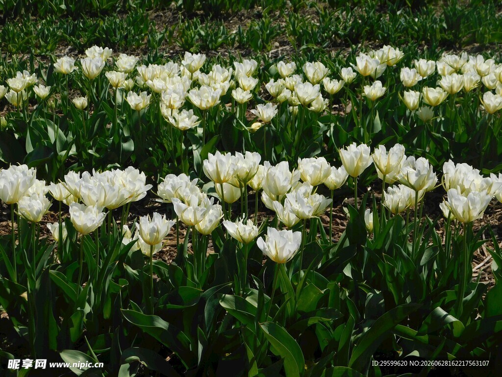 白色郁金香花海美景