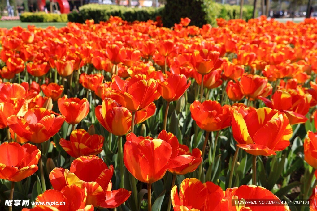 绚烂橙郁金香花海景观
