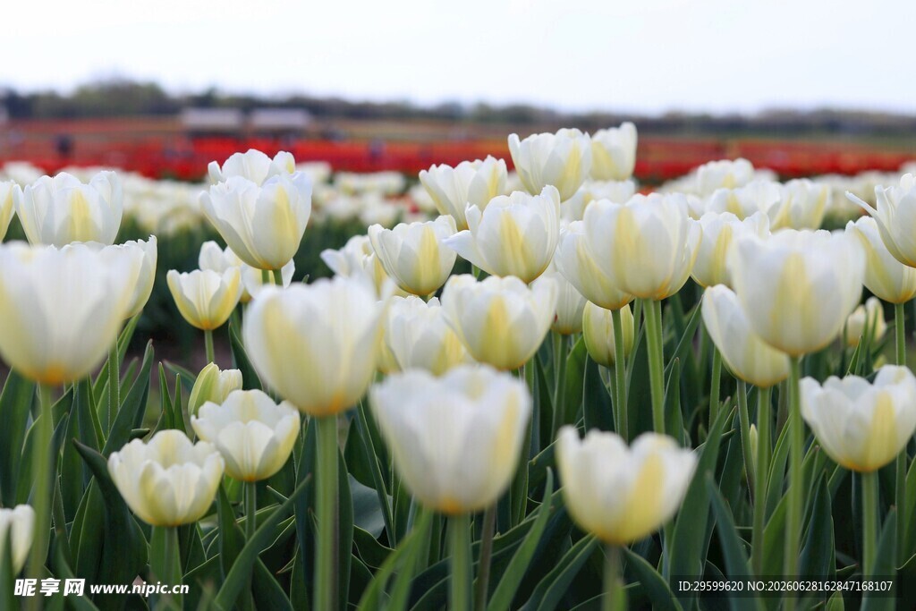 白色郁金香花海