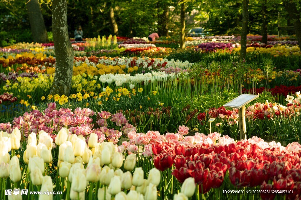 缤纷郁金香花海 