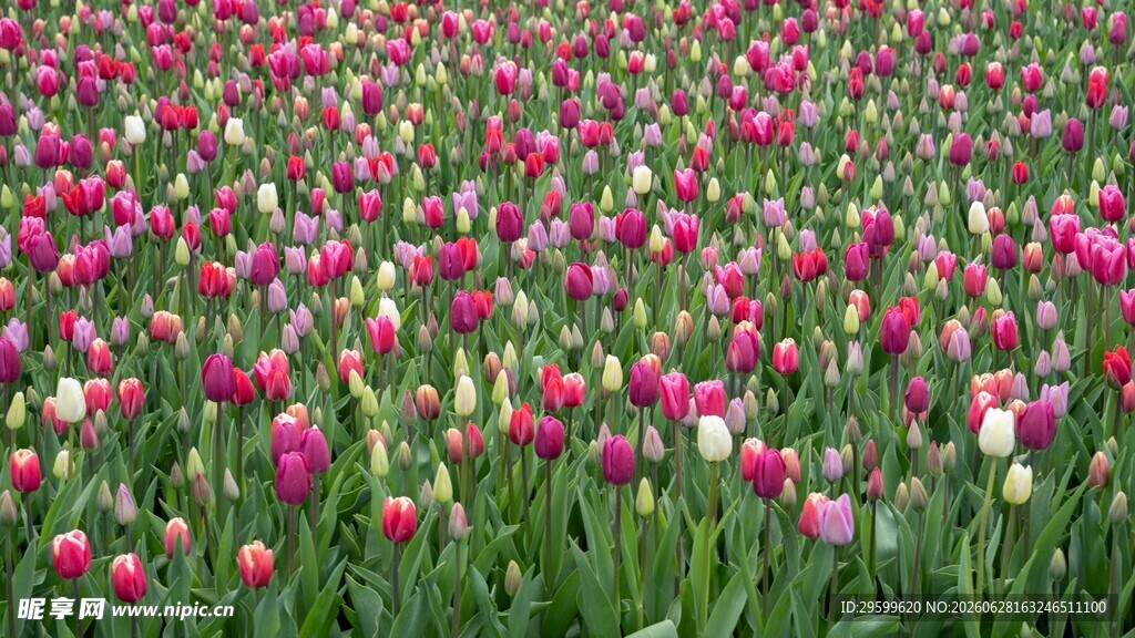 郁金香花海绚丽绽放