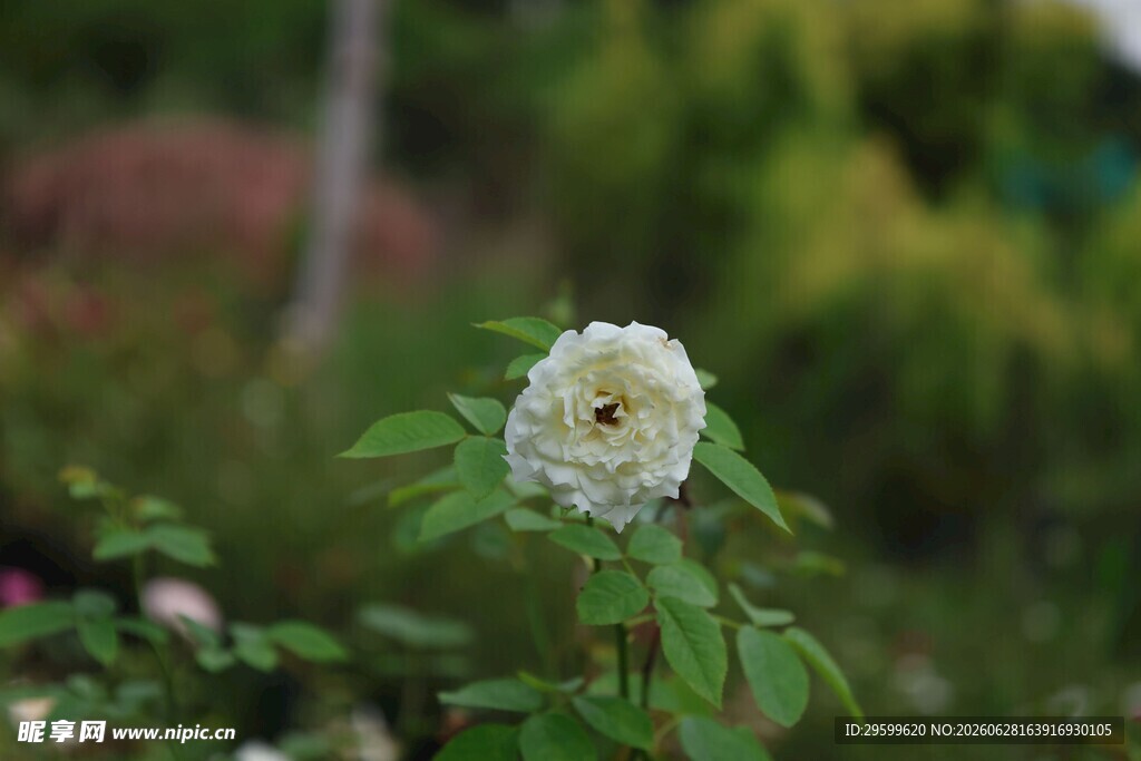 白色花朵绽放于绿野间